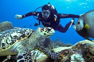 Scuba Diving 